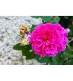 Bourbon Rose