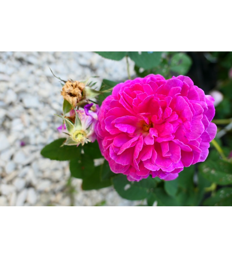 Bourbon Rose