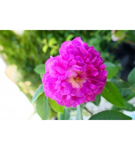 Bourbon Rose