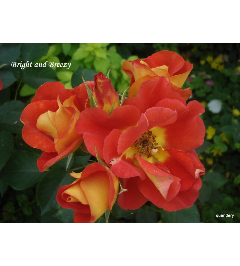 Bright and Breezy