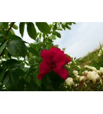 Cantana Profana