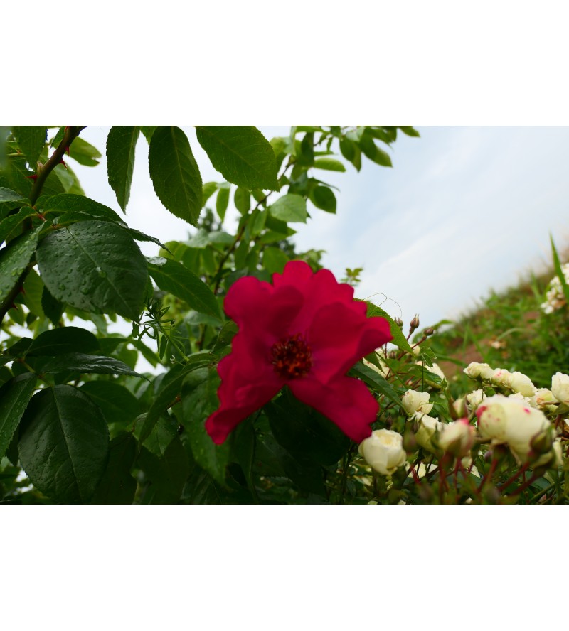 Cantana Profana