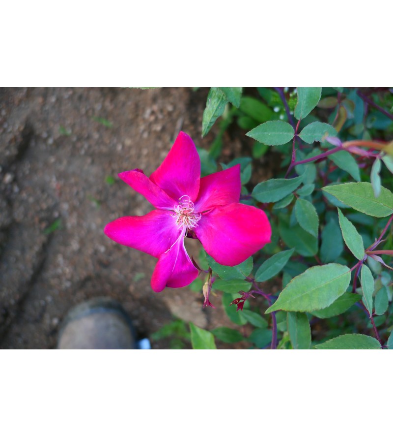 Rosa chinensis sanguinea