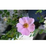 Rosa Majalis