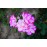 Rosa Ralph S. Moore