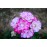 Rosa Ralph S. Moore