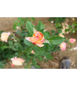 Apricot Queen Elizabeth Rose