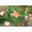 Apricot Queen Elizabeth Rose