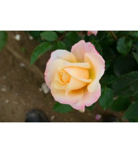 Apricot Queen Elizabeth Rose