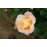 Apricot Queen Elizabeth Rose