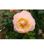 Apricot Queen Elizabeth Rose