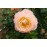Apricot Queen Elizabeth Rose