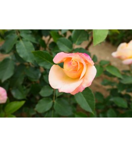 Apricot Queen Elizabeth Rose