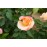 Apricot Queen Elizabeth Rose