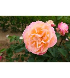 Apricot Queen Elizabeth Rose