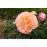 Apricot Queen Elizabeth Rose