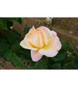 Apricot Queen Elizabeth Rose