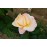 Apricot Queen Elizabeth Rose