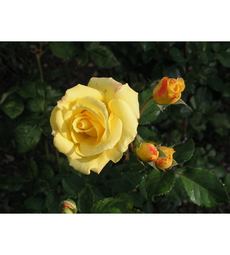 Friesia