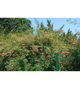 Rosa x pruhoniciana