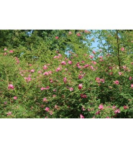 Rosa x pruhoniciana
