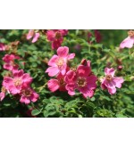 Rosa x pruhoniciana