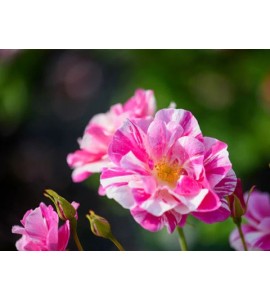 The King's Rose