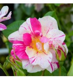 The King's Rose