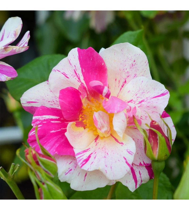 The King's Rose