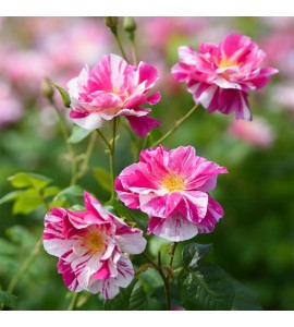 The King's Rose