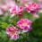 The King's Rose