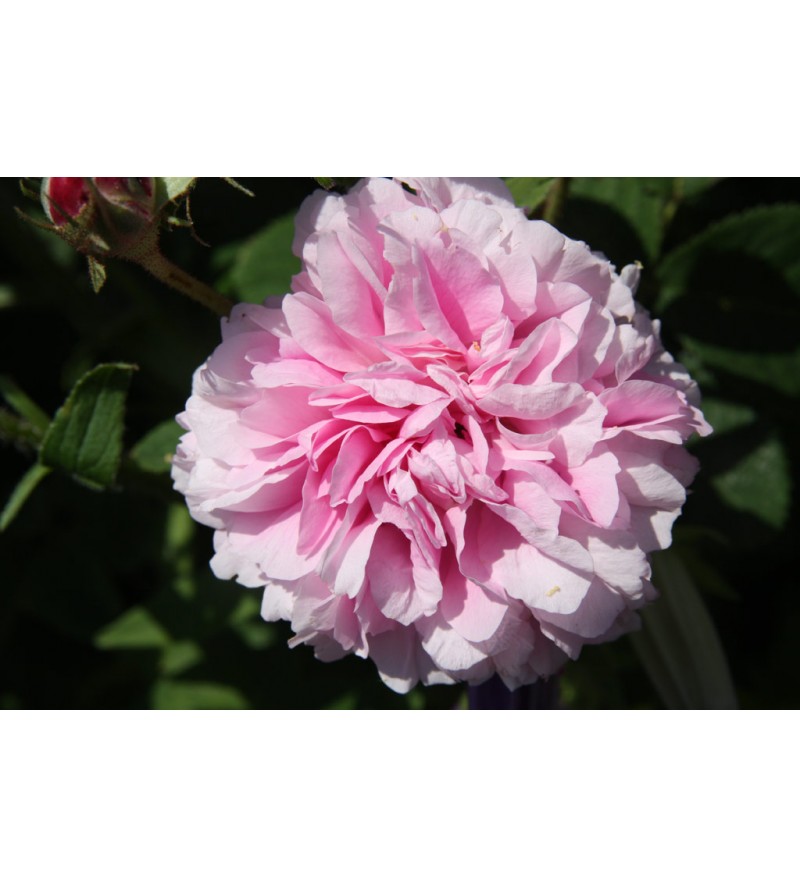Pink Léda