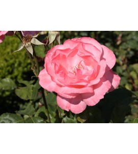 Queen Elizabeth
