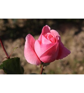 Queen Elizabeth