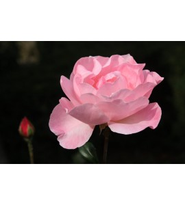 Queen Elizabeth