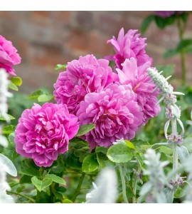 Princess Anne