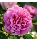 Princess Anne