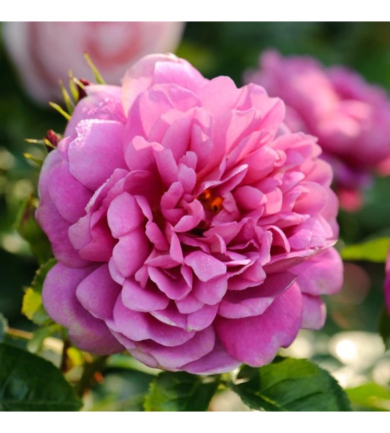 Princess Anne