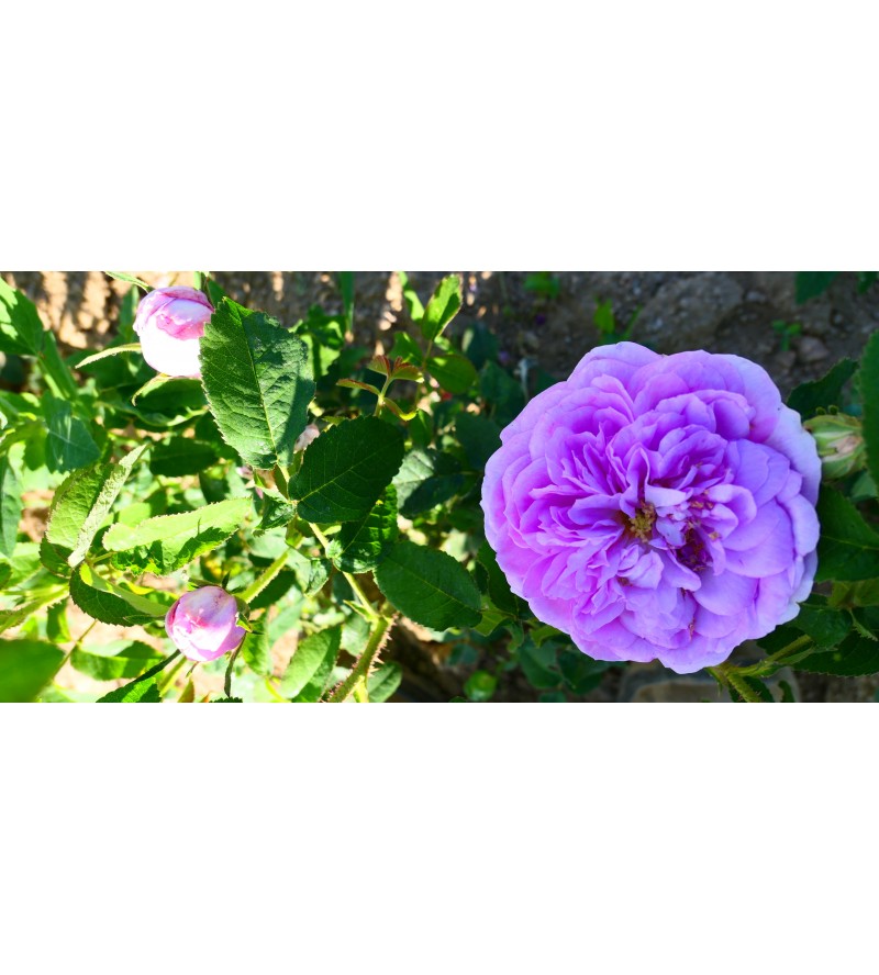 Belle des Jardins