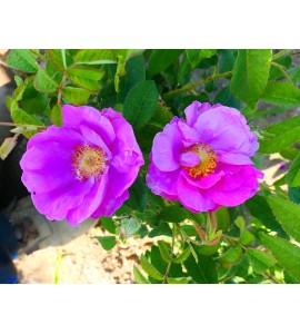 Officinalis (Apothecary´s Rose, Red Rose of Lancaster, Red Damask, Rose de Provins,..)