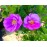 Officinalis (Apothecary´s Rose, Red Rose of Lancaster, Red Damask, Rose de Provins,..)