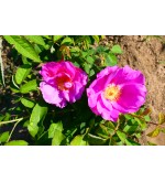 Officinalis (Apothecary´s Rose, Red Rose of Lancaster, Red Damask, Rose de Provins,..)