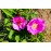 Officinalis (Apothecary´s Rose, Red Rose of Lancaster, Red Damask, Rose de Provins,..)
