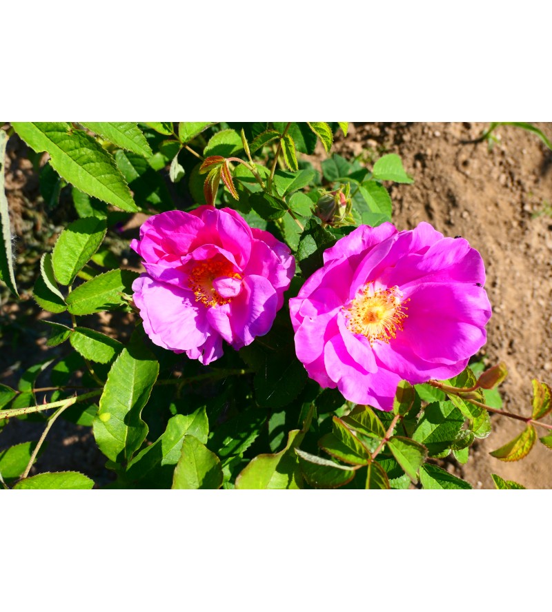 Officinalis (Apothecary´s Rose, Red Rose of Lancaster, Red Damask, Rose de Provins,..)