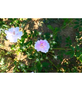 Paul's Himalayan  Musk