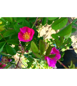 Rosa gallica Splendens