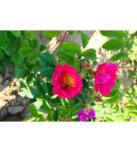 Rosa gallica Splendens