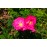 Rosa gallica Splendens