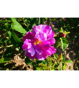 R. gallica versicolor (R. Mundi)