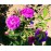 Russelliana (Old Spanish Rose, Scarlet Grevillea,..)